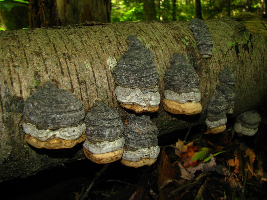 Owocnik hubiaka pospolitego Fomes fomentarius