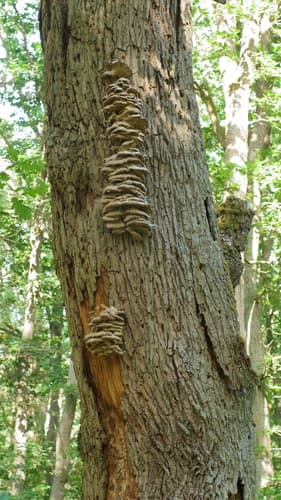 Climacodon