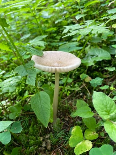 Vaginatae