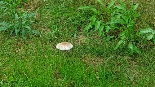Pieczarkowate