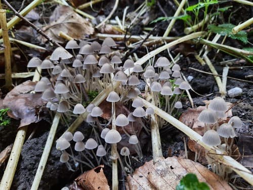 Coprinellus
