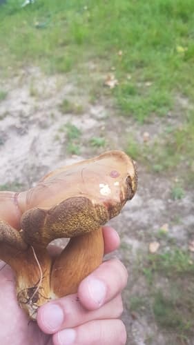 Borowikowate