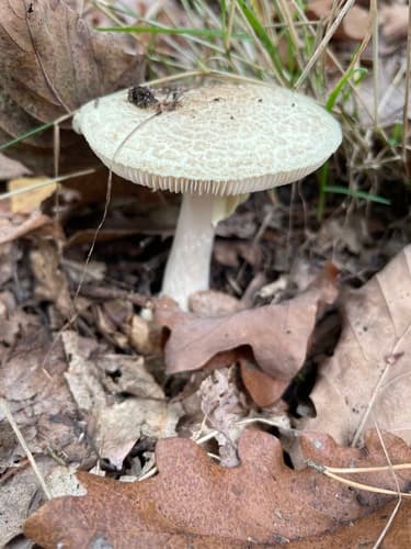 Muchomor cytrynowy