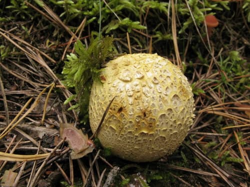 Tęgoskór cytrynowy