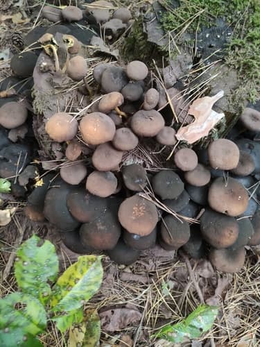Kruchaweczka Namakająca