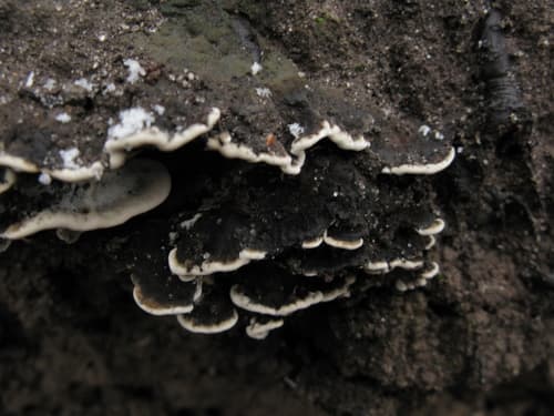 Szaroporka podpalana