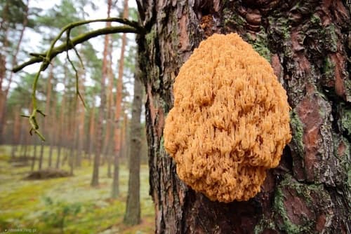 Artomyces microsporus