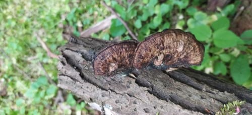 Gmatwica chropowata
