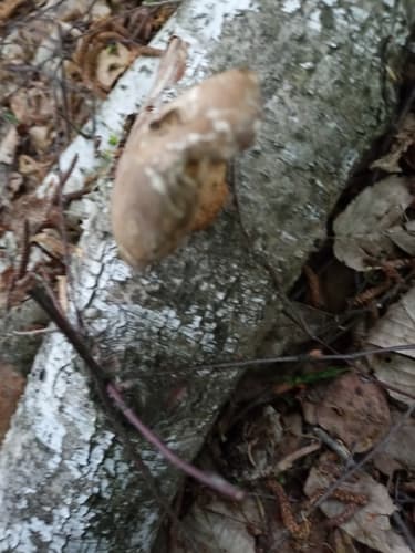 Białoporek brzozowy