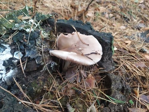 Drobnołuszczak jeleni