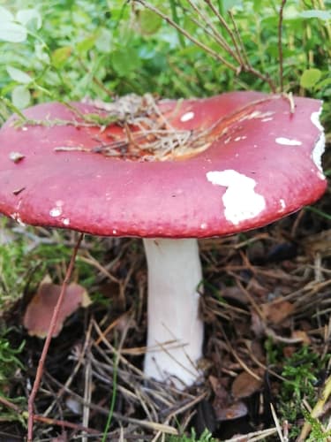 Gołąbek krwisty