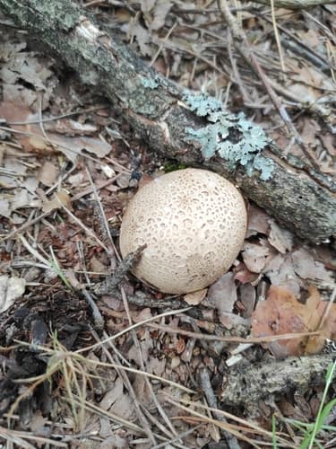 Tęgoskór cytrynowy