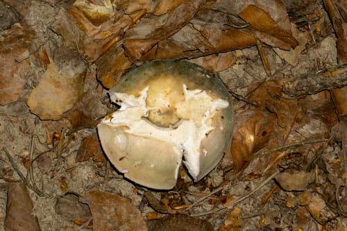 Gołąbek zielonawy