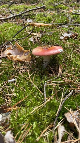 Gołąbek