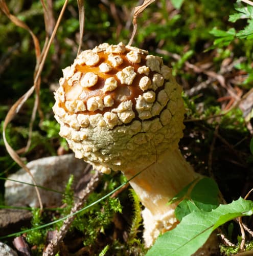 Muchomor królewski