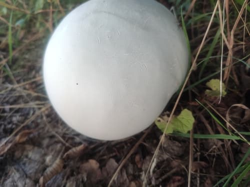 Czasznica olbrzymia