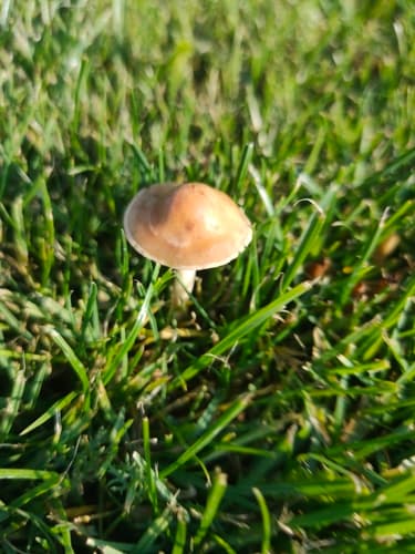 Agaricineae