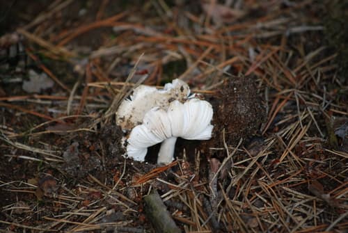 Amanita
