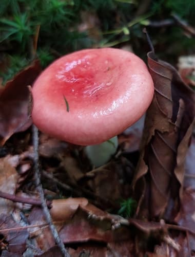Gołąbek krwisty