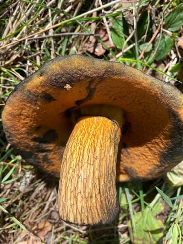 Modroborowik ponury
