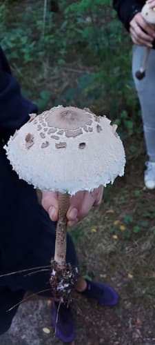 Czubajka kania