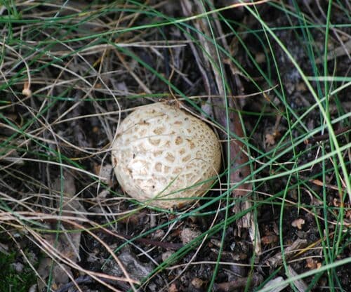 Tęgoskór cytrynowy