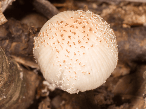 Coprinellus