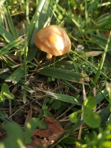 Pieczarkowce