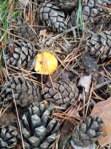 Cantharellus