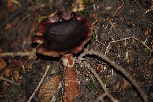 Pieczarkowce