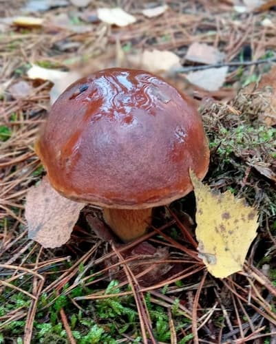 Podgrzybek brunatny