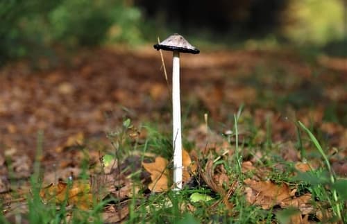 Czernidłak kołpakowaty