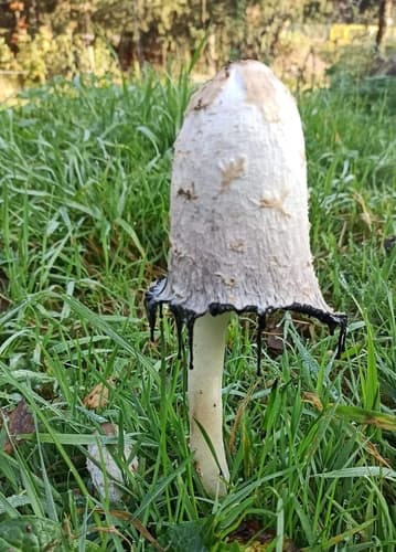 Czernidłak kołpakowaty