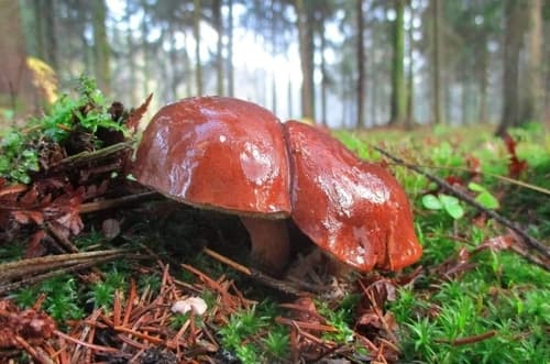 Podgrzybek brunatny