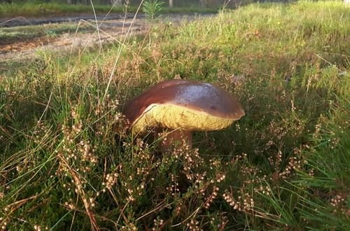 Borowik