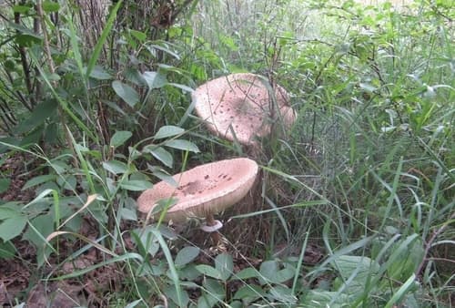 Czubajka kania