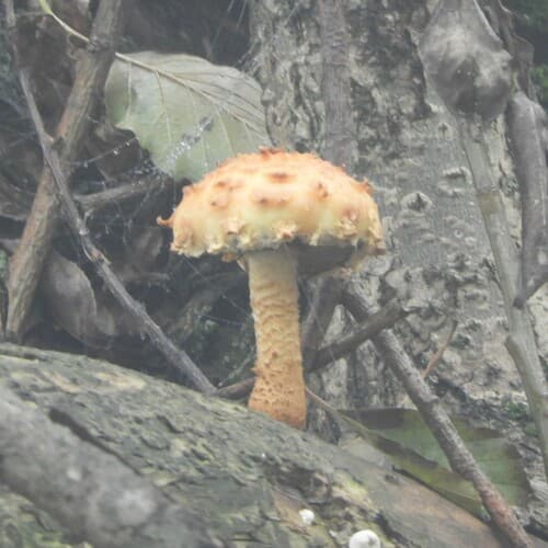 Adiposae