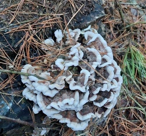 Chropiatka pospolita
