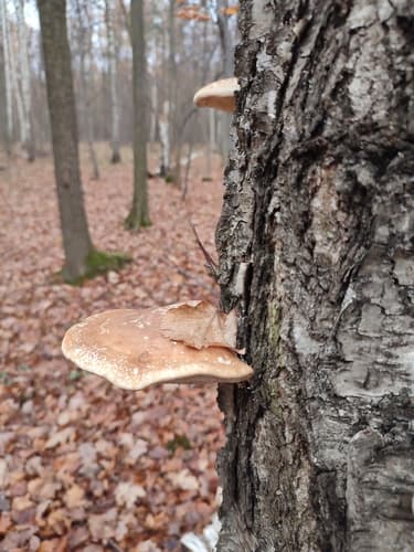 Białoporek brzozowy
