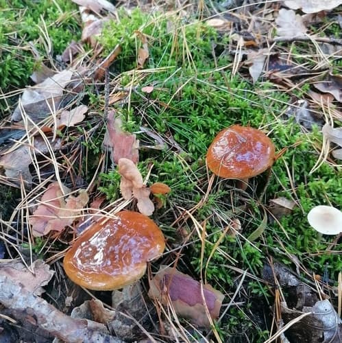 Podgrzybek brunatny