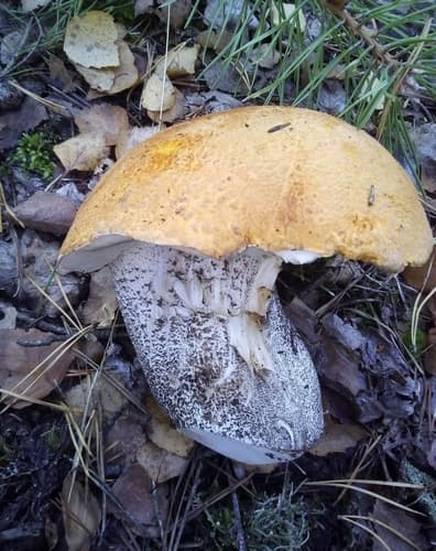 koźlarz pomarańczowożółty