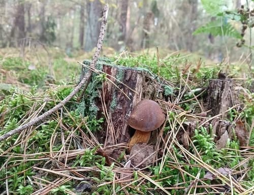 Podgrzybek brunatny
