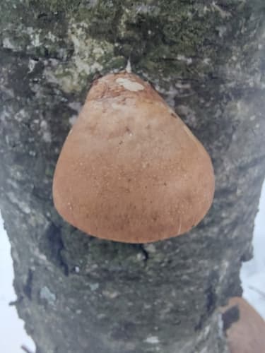 Białoporek brzozowy
