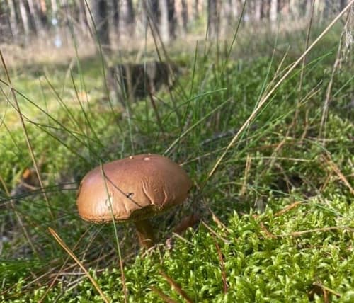 Podgrzybek brunatny