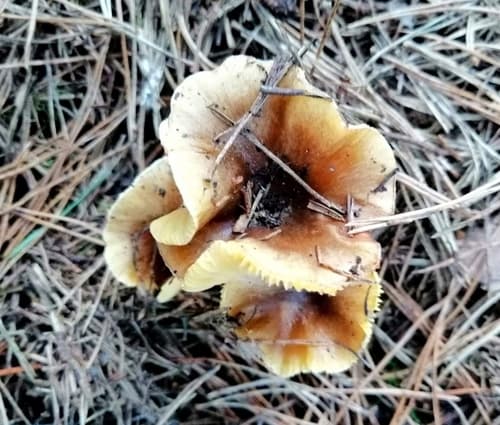 Wodnicha późna
