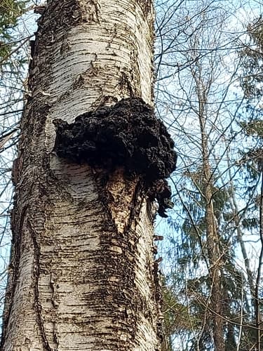 Błyskoporek podkorowy