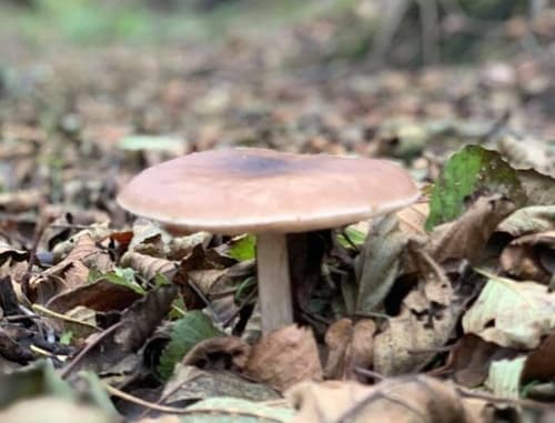 Drobnołuszczak jeleni