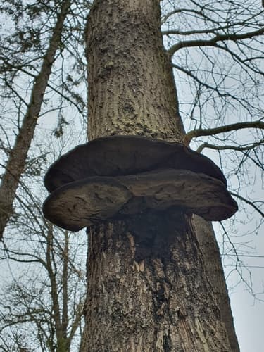 Błyskoporek szczotkowaty