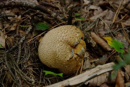 Tęgoskór cytrynowy