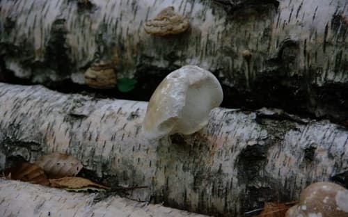Białoporek brzozowy